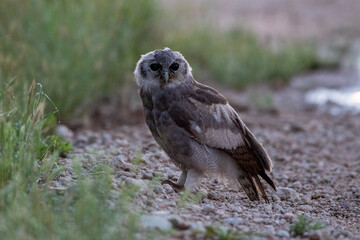 Verreaux's Eagle Owl (Reuse-ooruil) (Bubo lacteus)in the Kgalagadi Transfrontier Park