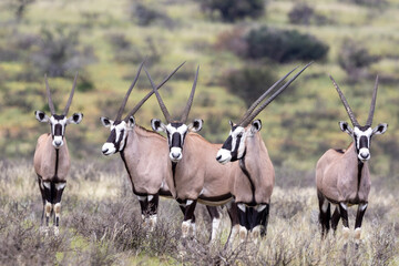 South African oryx (Oryx gazella) (Gemsbok) on dunes in the Kgalagadi Transfrontier Park