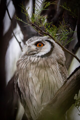 Northern White-faced Owl (Witwang Dwergooruil) (Ptilopsis leucotis) in the Kgalagadi Transfrontier Park