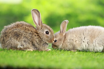 Cute little rabbit on green grass with natural bokeh as background during spring. Young adorable bunny playing in garden. Lovely pet at park in spring.