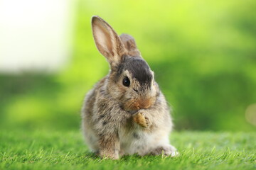 Cute little rabbit on green grass with natural bokeh as background during spring. Young adorable bunny playing in garden. Lovely pet at park in spring.