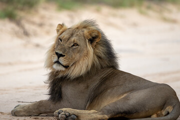 Kalahari Lion (Panthera leo melanochaita) in the Kgalagadi Transfrontier Park
