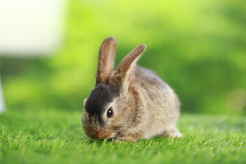 Cute little rabbit on green grass with natural bokeh as background during spring. Young adorable bunny playing in garden. Lovely pet at park in spring.