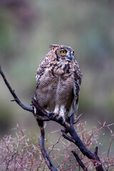 Spotted Eagle-owl (Bubo africanus) (Gevlekte Ooruil) in the Kgalagadi Transfrontier Park