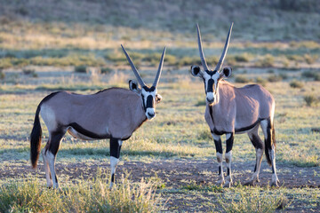 South African oryx (Oryx gazella) (Gemsbok) on dunes in the Kgalagadi Transfrontier Park