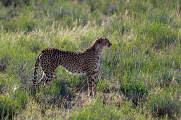 Cheetah in the Kgalagadi Transfrontier Park (Acinonyx jubatus)