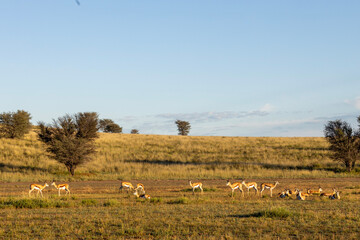 Fototapeta premium Springbok (Antidorcas marsupialis) in the Kgalagadi Transfrontier Park
