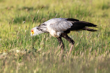 Secretary bird in (Sagittarius serpentarius) the Kgalagadi Transfrontier Park