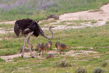 Ostrich chicks in the Kgalagadi Transfrontier Park © Boshoff