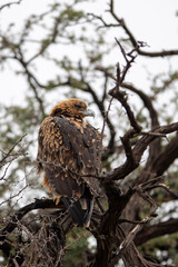 Tawny Eagle (Roofarend) (Aquila rapax) in the Kgalagadi Transfrontier Park