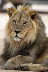 Obraz na płótnie Canvas Kalahari Lion (Panthera leo melanochaita) in the Kgalagadi Transfrontier Park