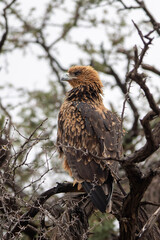 Tawny Eagle (Roofarend) (Aquila rapax) in the Kgalagadi Transfrontier Park