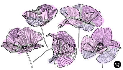 Vector hand drawn flowers. Linear graphic poppy flowers with dry brush textured strokes. Botanical elements set. - 592953866