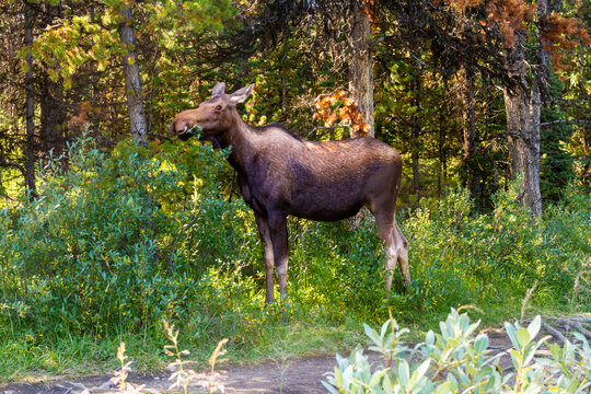A Moose (Alces alces ) in the forest. Female Moose in its natural habitat.  Jasper National Park, Alberta, Canada