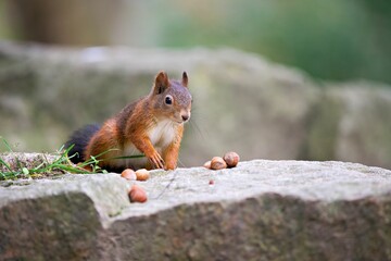 Closeup shot of a Red squirrel on a stone in the park, grabbing a hazelnut from a pile of hazelnuts