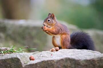Naklejka na ściany i meble Closeup shot of a Red squirrel on a stone in the park, holding and eating a hazelnut