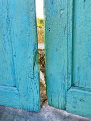 Peeking Cat