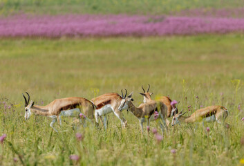 Springbok antelope in grassland