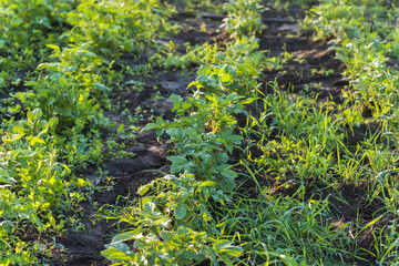 Fototapeta premium Unprocessed, unocidished, weed and grass covered potatoes plant. Young potato Growing in vegetable garden