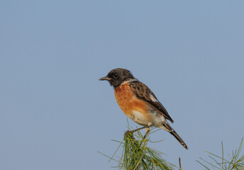 African stone chat Saxicola torquatus sitting facing left on the end of a branch, with copy space