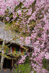 Fototapeta na wymiar 奈良長谷寺の春景色