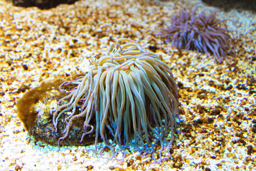 Marine inhabitants of underwater world. Cerianthus membranaceus, cylindrical anemones or colored...