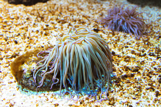 Marine inhabitants of underwater world. Cerianthus membranaceus, cylindrical anemones or colored tube anemone is a tube-dwelling anemone in family Cerianthidae native to Mediterranean Sea
