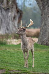 Naklejka na ściany i meble Impressive first set of antlers on young fallow deer