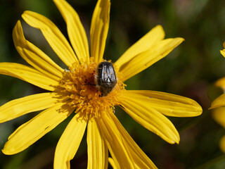 Oxythyrea funesta on top a flower in a meadow