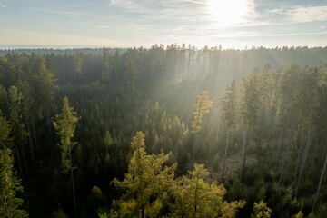 Sun shining over a forest