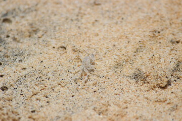 baby antalentic blue crab, on santa monica beach on boa vista island in cape verde, perched on the sand.