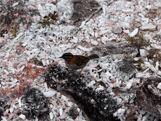 Small bird against crystal background on top of Mount Roraima