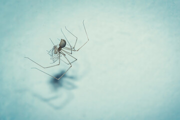 Spider on a blue background. An insect near the wall. A spider is a predatory insect