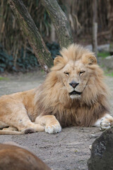 Fototapeta premium Lion