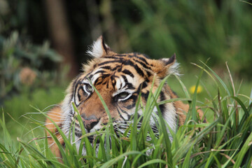 Le tigre de Sumatra_3
