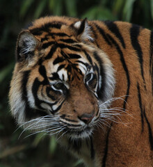 Fototapeta na wymiar Le tigre de Sumatra_2