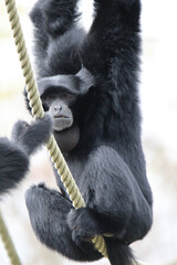 Le siamang