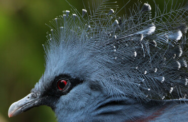 Le goura de victoria