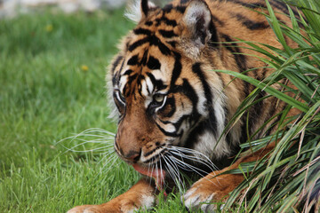 Le tigre de Sumatra