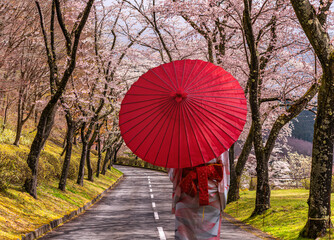 Traveller woman in kimono traditional dress walk with red umbrella an the road with Cherry blossom background