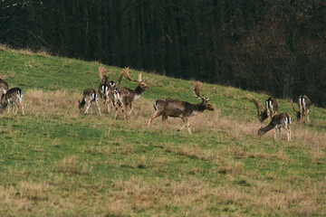 Fallow deer, dama dama, Czech republic