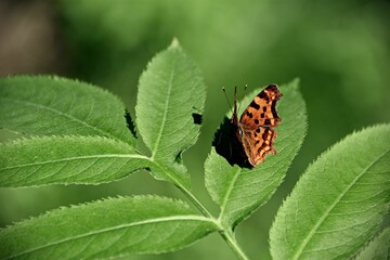 Selective focus of a Comma butterfly on a plant