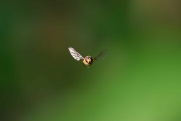 Selective focus of a hoverfly in a flight