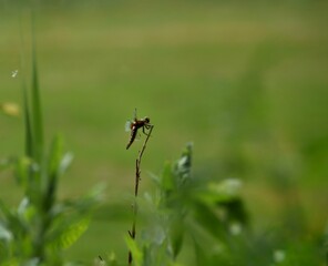 Fototapeta premium Selective focus of a fly among green plants