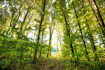 Obraz premium Journey Through the Autumnal Forest on an Old Railway Track