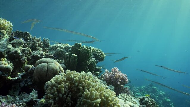 Group of cornetfish floats over reef in rays of setting sun, slow motion. School of Bluespotted Cornetfish or Smooth Flutemouth (Fistularia commersonii) swims over coral reef on evening in sunburst