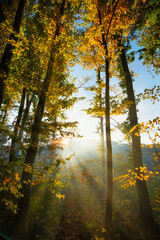 Rays of sun shining through trees in autumn forest
