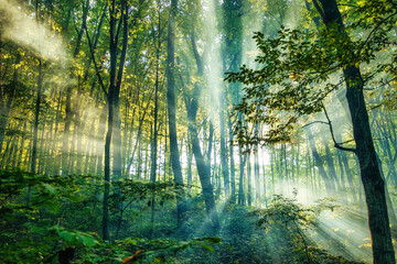 Fototapeta premium Serene autumn forest basked in morning sunbeams