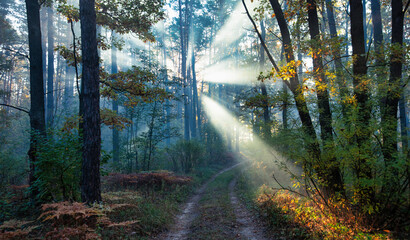 Golden sunlight beaming through misty autumn woods