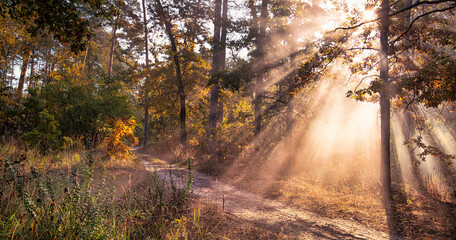 Serene Autumn Road Wrapped in Mist and Sun